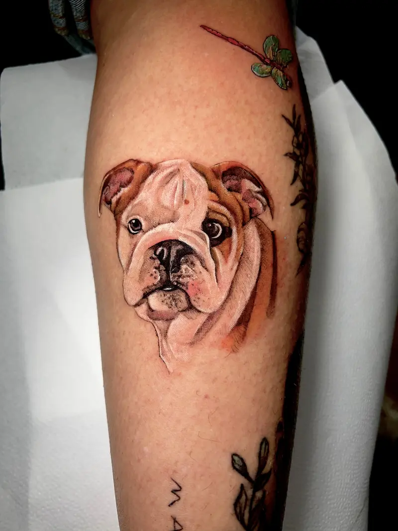 Retrato realista a color de bulldog en la pierna.